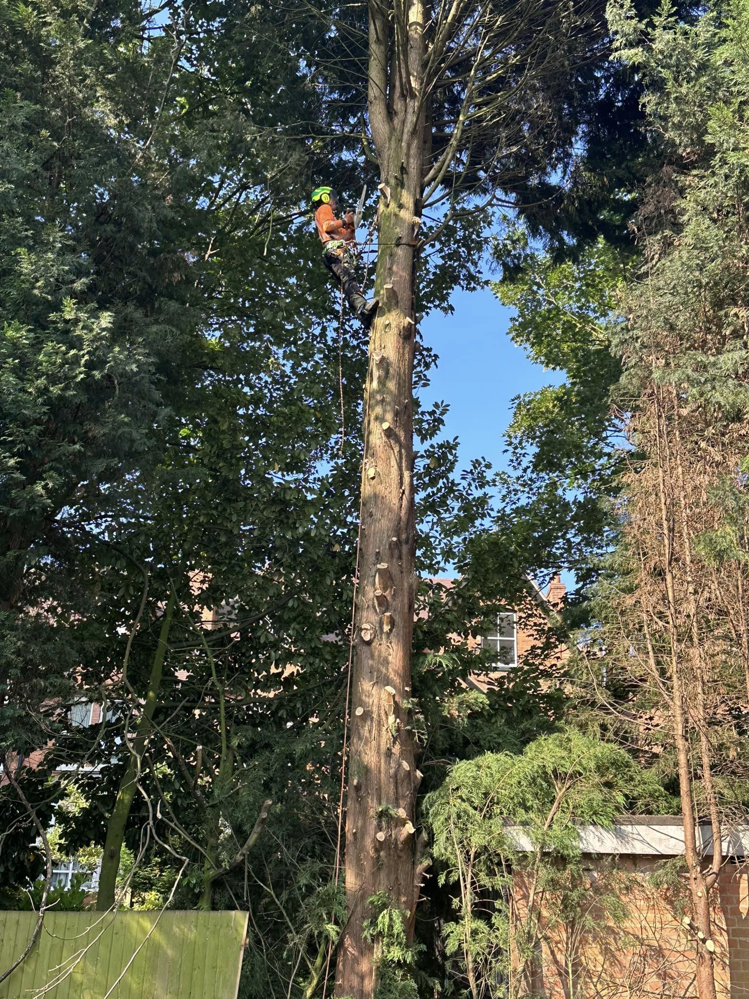 What Factors Determine The Cost Of Tree Removal What Factors Determine The Cost Of Tree Removal