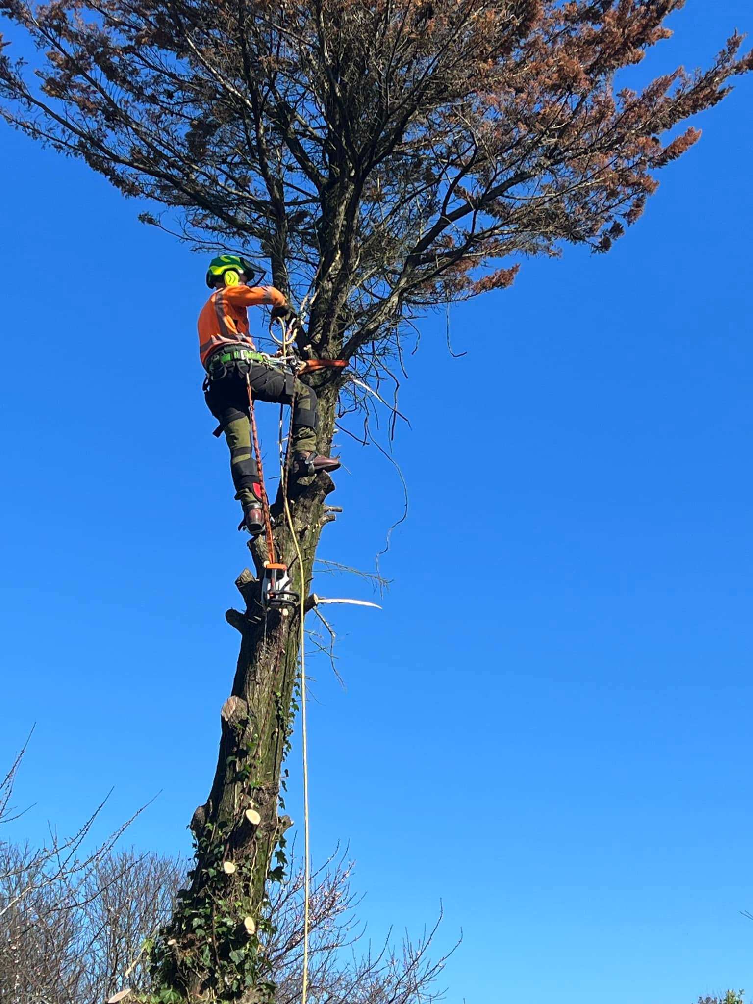 Emergency Tree Surgeons