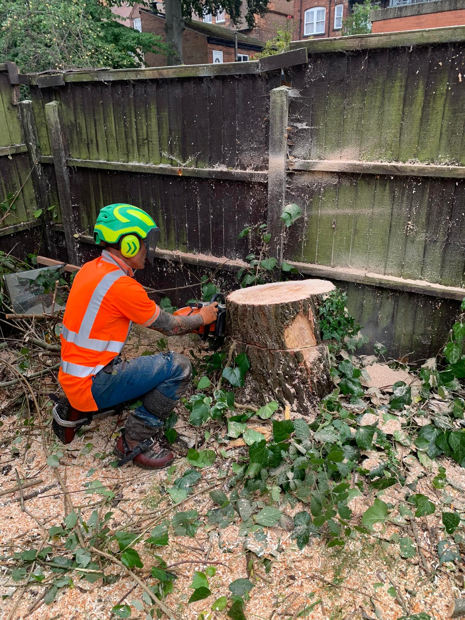 Tree Removal Steps After a Storm Tree Removal Steps After a Storm