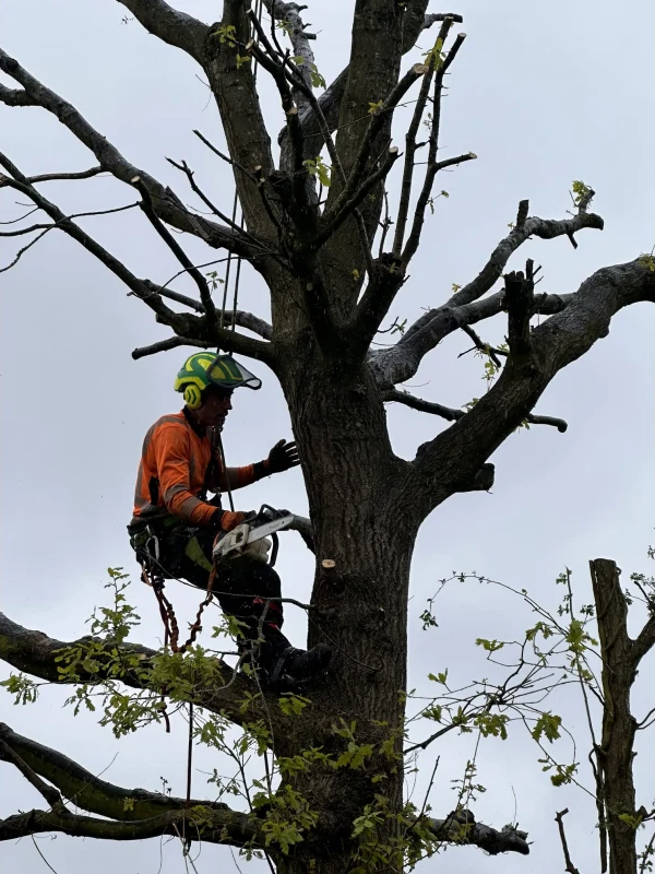 Tree Surgery Birmingham, Wolverhampton, Dudley