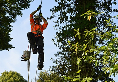 tree surgeon hanging from tree