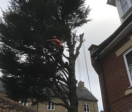 tree surgeon pruning a large tree