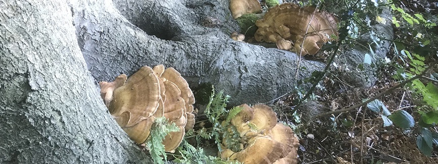 fungus growing on tree