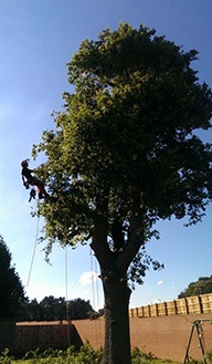 tree surgeon working on tree