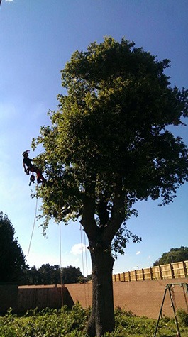 tree surgeon carrying out crown reduction