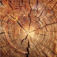 logo of JF Tree Specialists