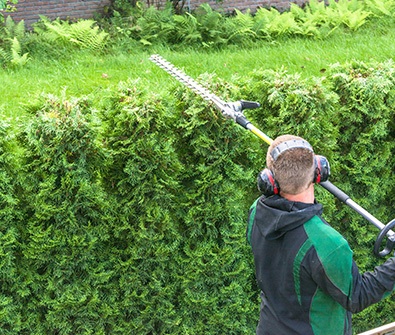 gardener pruning a hedge