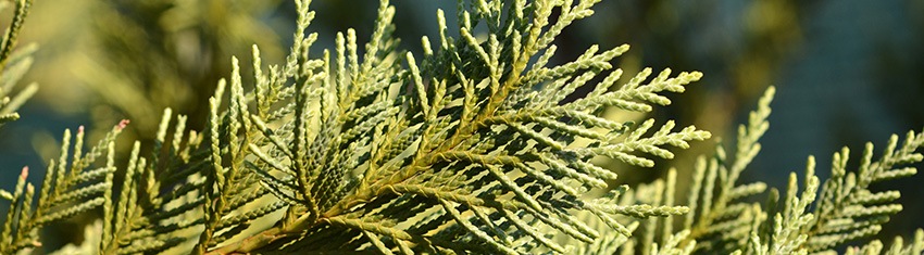 Leyland Cypress Pruning Tips Leyland Cypress Pruning Tips