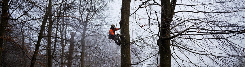 Why do I need to Prune my Trees Why do I need to Prune my Trees
