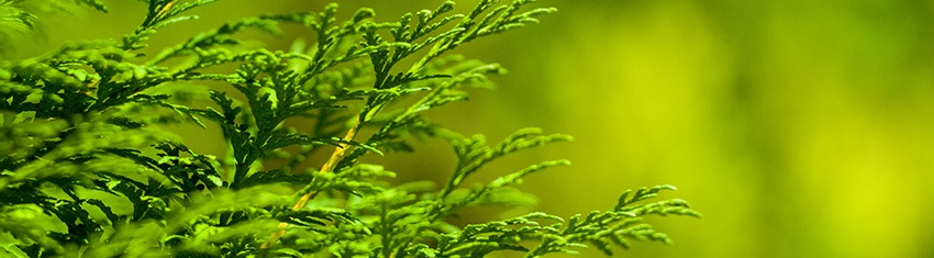 Topping a Cedar Tree Topping a Cedar Tree