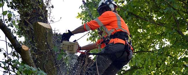 tree surgeon carrying out tree surgery
