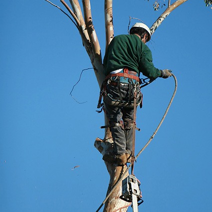tree surgery inspecting topped tree