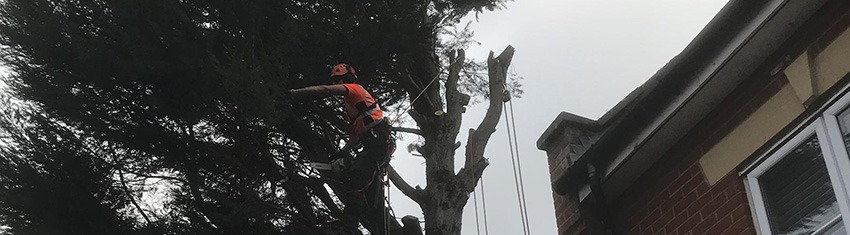 When should I consider Tree Topping When should I consider Tree Topping