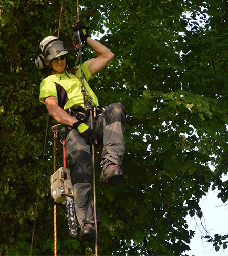 tree surgeon on height working equipment