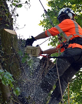 Tree Surgeon Colchester