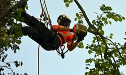 tree surgeon on ropes cutting branch