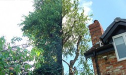 before and after tree pruning