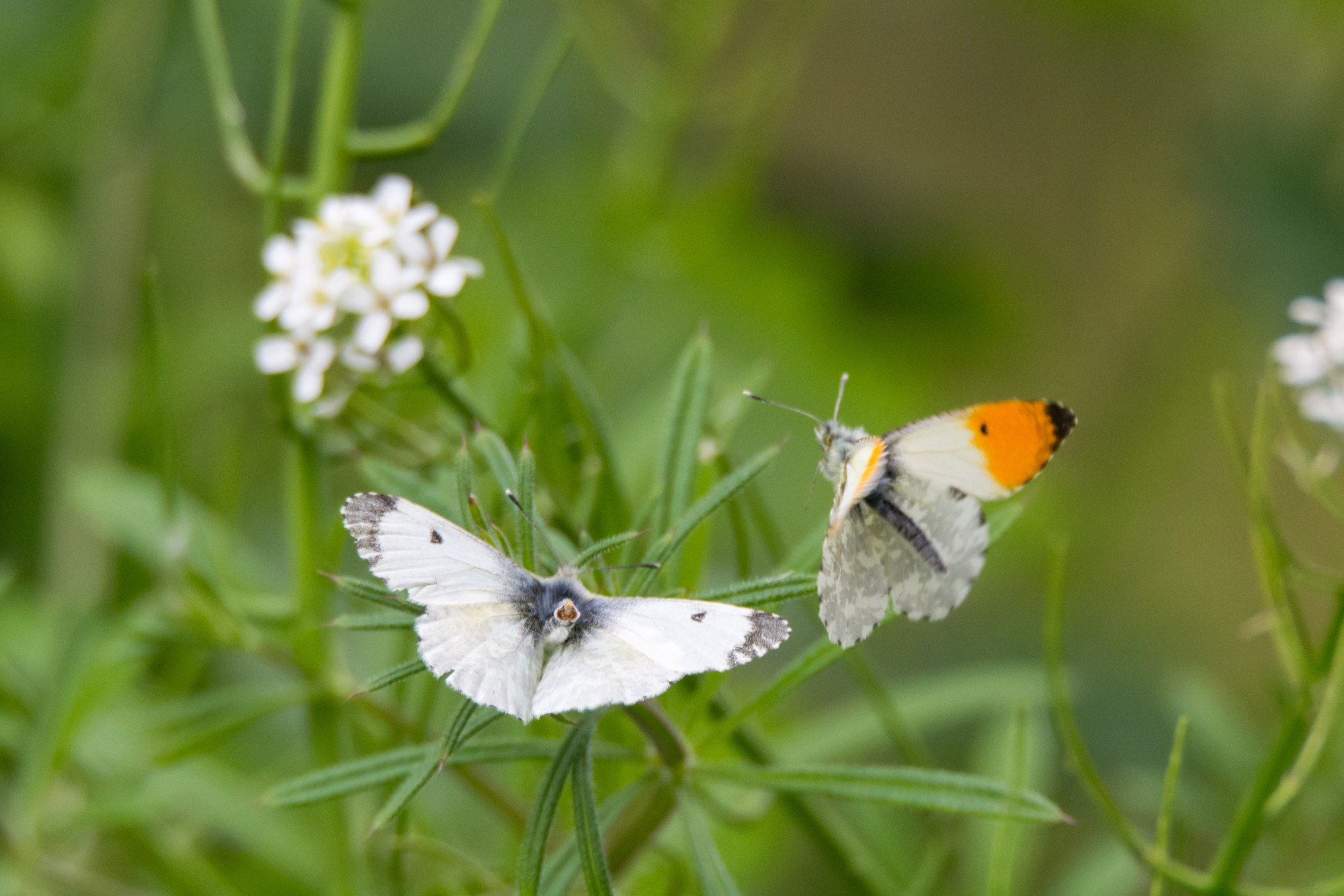 Attracting Wildlife to your Garden