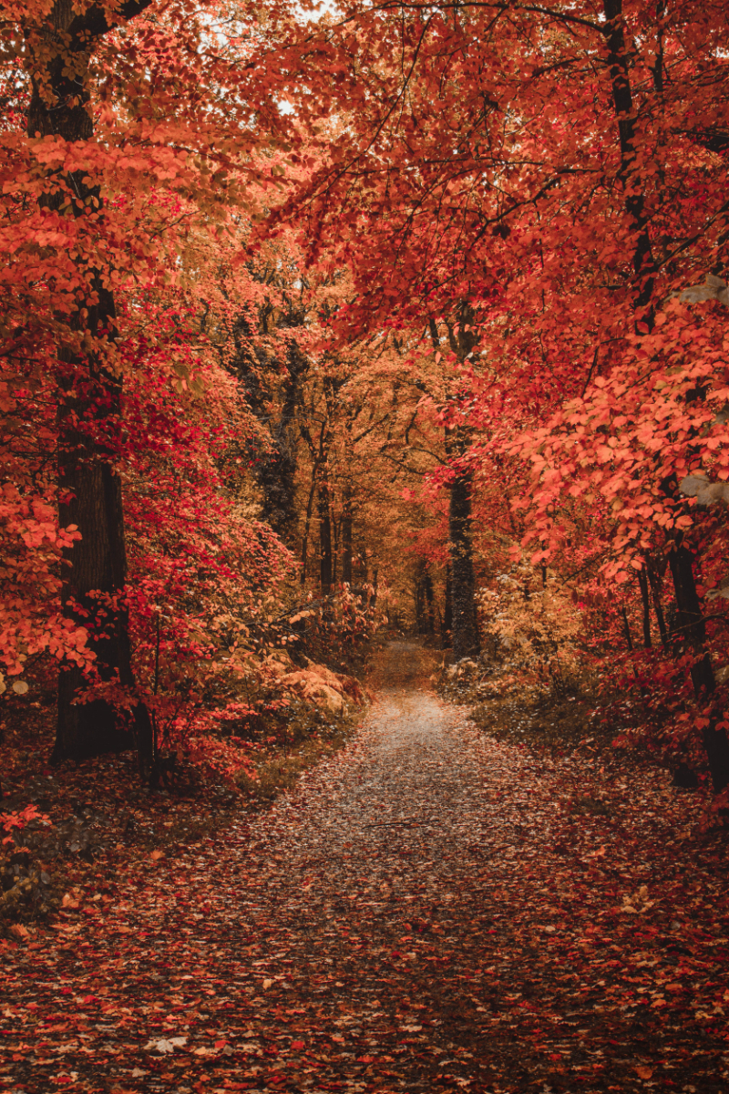 Garden Lawn Maintenance Tips And Advice - Autumn