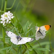 orange tipped butterflies