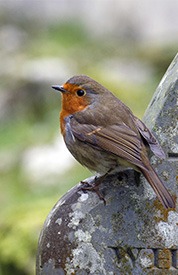 robin perching on a headstone