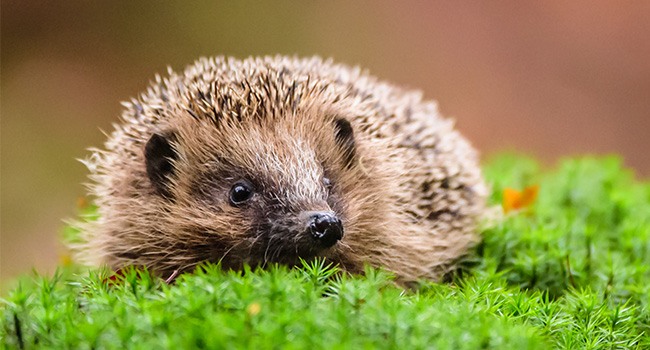 hedgehog resting on moss