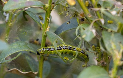 caterpillar being a garden pest