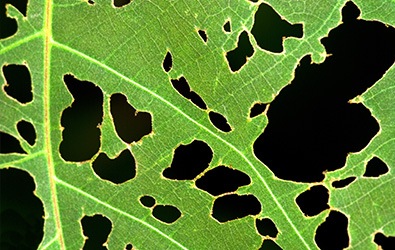 holes in leaves from garden pests