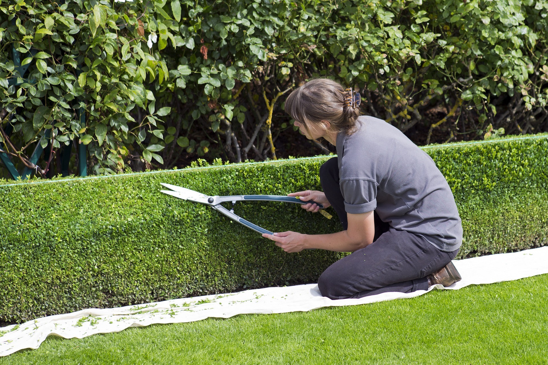 Hedge Trimming Tips and Advice Hedge Trimming Tips and Advice