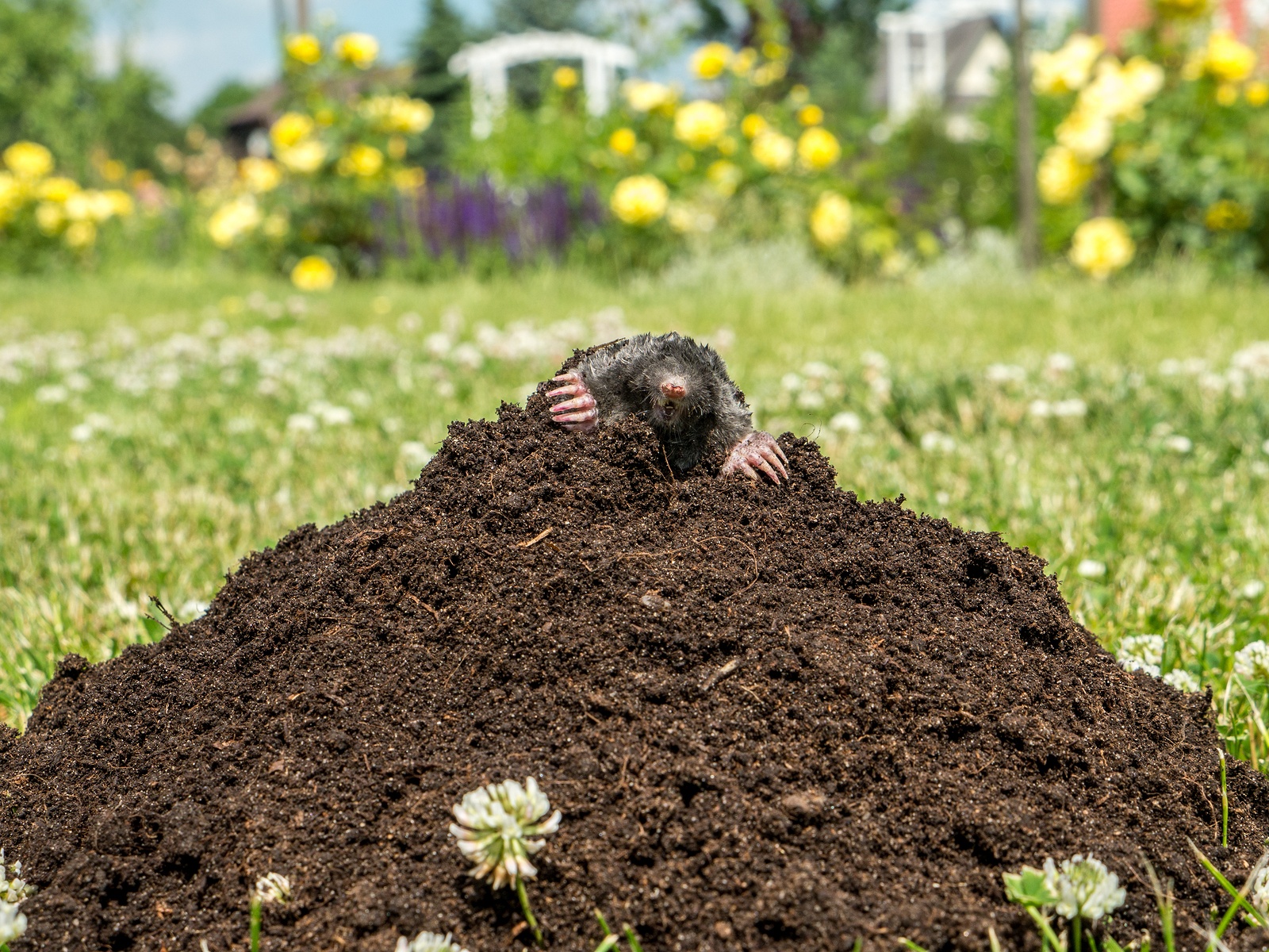 Gardening in the Summer