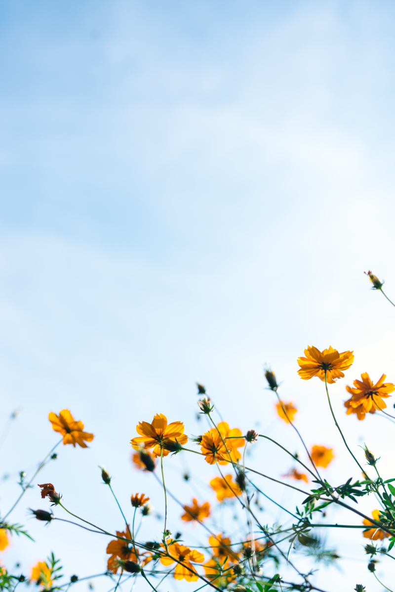 Garden Lawn Maintenance Tips And Advice - Spring