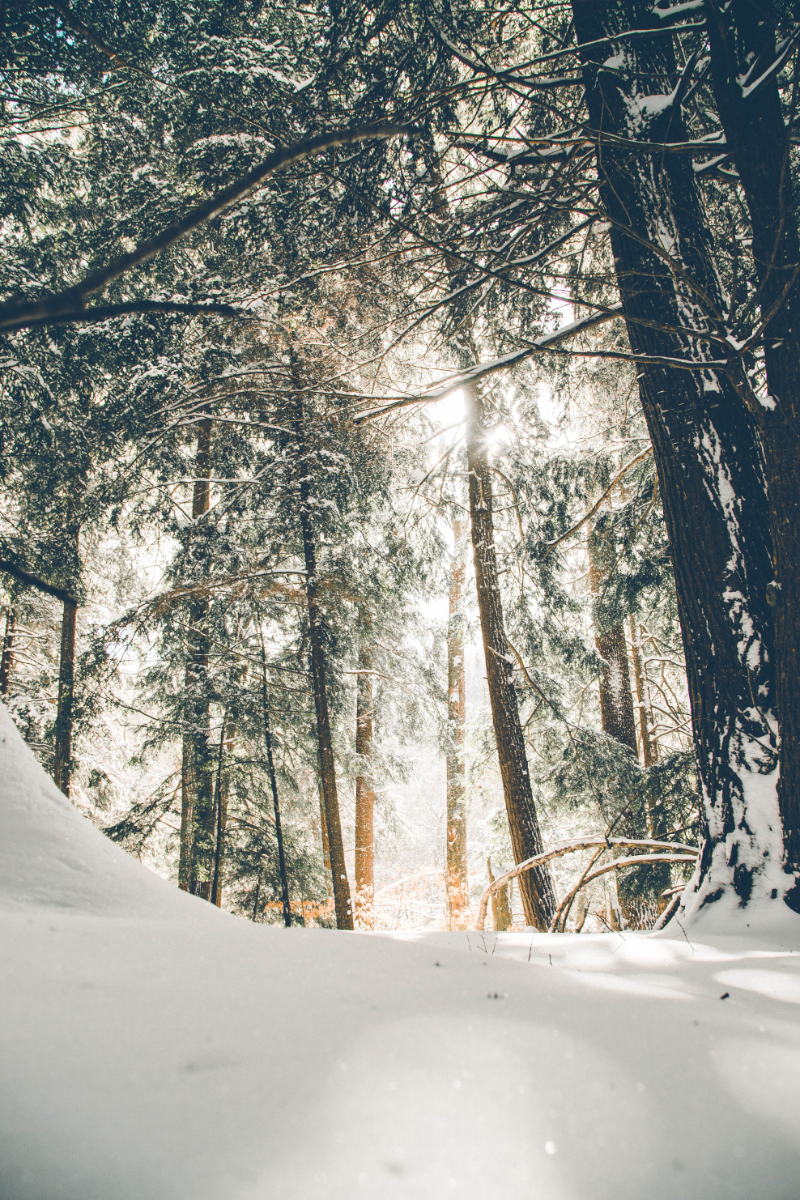 Garden Lawn Maintenance Tips And Advice Winter