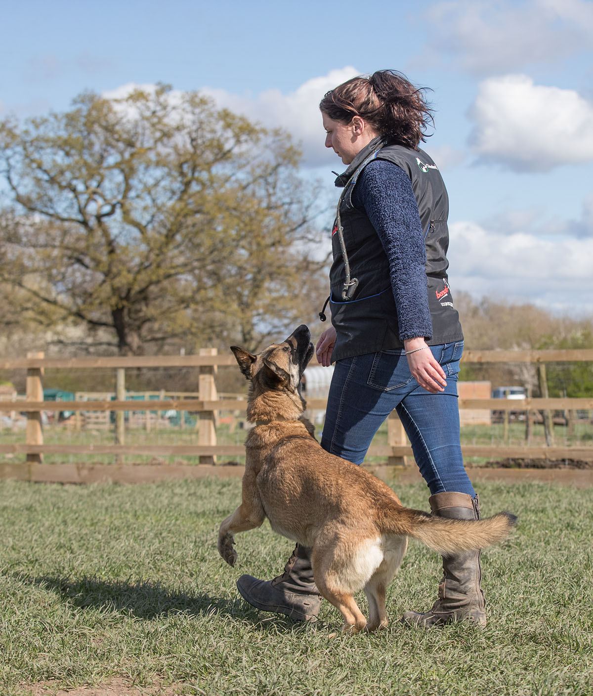 One To One Dog Training Classes | Chester And Cheshire